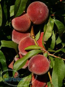 هلو- هلو انجیری- هلو آلبرتا دیر رس-هلو زعفرانی- هلوالبرتا  هلورد هیون  سانکرست