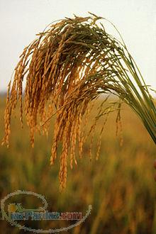 خرید برنج خارجی تایلندی هندی و فروش برنج امریکایی سورتی تلفن 09122517611