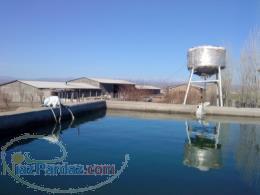 گاوداری 200 راسی با شرایط عالی