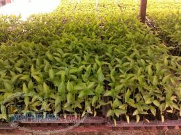 تولید انواع نشاء گلخانه ای و کود تخصصی