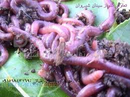 نوين كمپوستgolnavaz