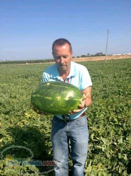 بذر هندوانه یلدا