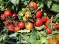 بذر گوجه فرنگی آتریس