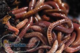 کود ورمی کمپوست جنگل(ارگانیک)