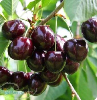 فروش نهال گیلاس -گردو-بادام-شاه توت-زردالو-نهال گلابی-نهال آلو