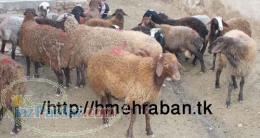 گوسفند مهربان همدان