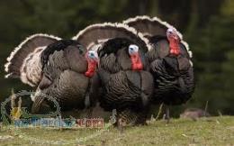 فروش تخم نطفه دار بوقلمون