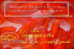 پرورش و فروش عمده ماهی قرمز