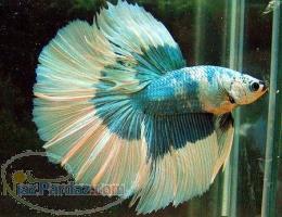 فروش عمده ماهی فایتر