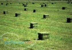 فروش بذر یونجه همدانی درجه 1