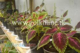 تولید و فروش گل و گیاه