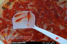 فروش لارو وبچه ماهي قرمز و گوشتي