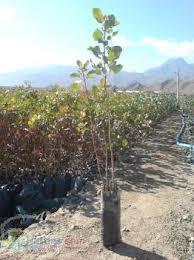 نهال پسته و انار