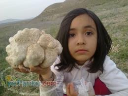 قارچ دارویی دنبالان