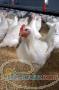 فروش انواع مرغ و جوجه گوشتي و تخم گذار با بهترين نژاد در مشهد