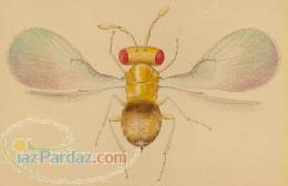 فروش تخم پروانه سيتوتروگا برای تولید زنبور تريكو