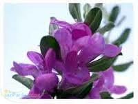 آموزش کاشت گیاهان دارویی