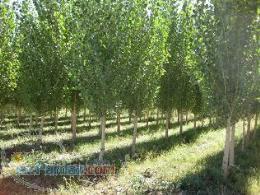 کاشت نهال صنوبر اصلاح شده نزاد نگرا