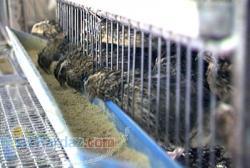 فروش قفس بلدرچین