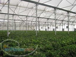 سازه گلخانه نو -گلخانه دست دوم