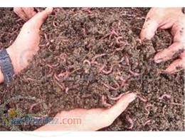 فرصتی مناسب برای همه ی شماکرم های ورمی کمپوست