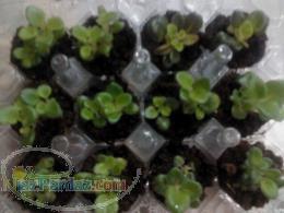 فروش گیاهچه بنفشه آفریقایی