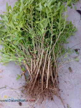 نهال به لیمو