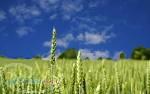 خرید و فروش گندم