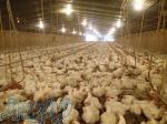 فروش جوجه بوقلمون 1روزه بیوتی 6فوق سنگین