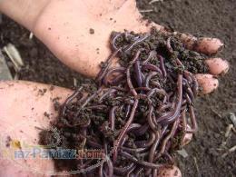 ورمی کمپوست گرگان