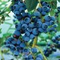 نهال بلوبري درخت بلوبري بذر بلوبري
