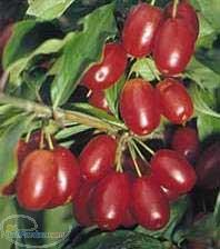 فروش نهال زغال اخته زغال اخته خرید نهال زغال اخته