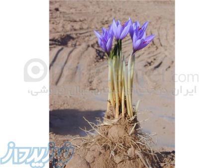 فروش پیاززعفران مرغوب