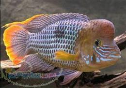 تکثیر و پرورش ماهیان زینتی