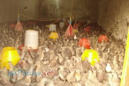 فروش گوشت بلدرچین بلدرچین تخم بلدرچین جوجه بلدرچی