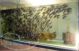 فروش عمده ماهی اسکار