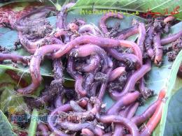 فروش ورمی کمپوست