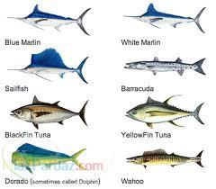 واردات ماهی هوور و ماهی گیدر جهت کنسرو