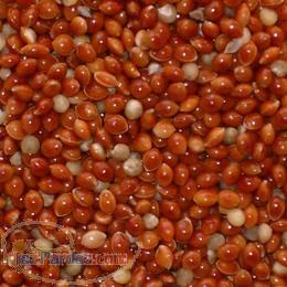 فروش فوق‌العاده ارزن اوکراين