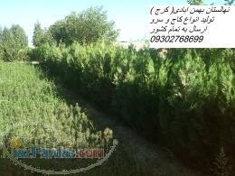 فروش انواع نهال کاج و میوه (کیسه ای)