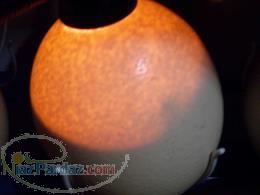 تخم نطفه دار شترمرغ