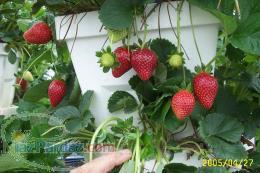 فروش فوری گلدان و نشاء توت فرنگی سلوا