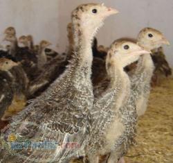 جوجه بوقلمون بومی