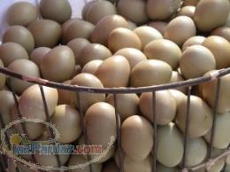 فروش تخم کبک