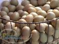 فروش تخم کبک