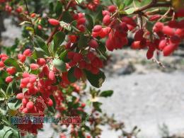 نهال زرشک و عناب