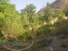 زمین با درختان گردو بادام و سنجد