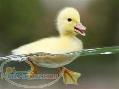 فروش جوجه اردک و جوجه مرغ تخمگذار