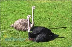 خرید شترمرغ پرواری 