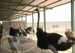 فروش یک واحد مزرعه پرورش شتر مرغ با کلیه امکانات و تخصصهای مرتبط آماده بهره برداری 